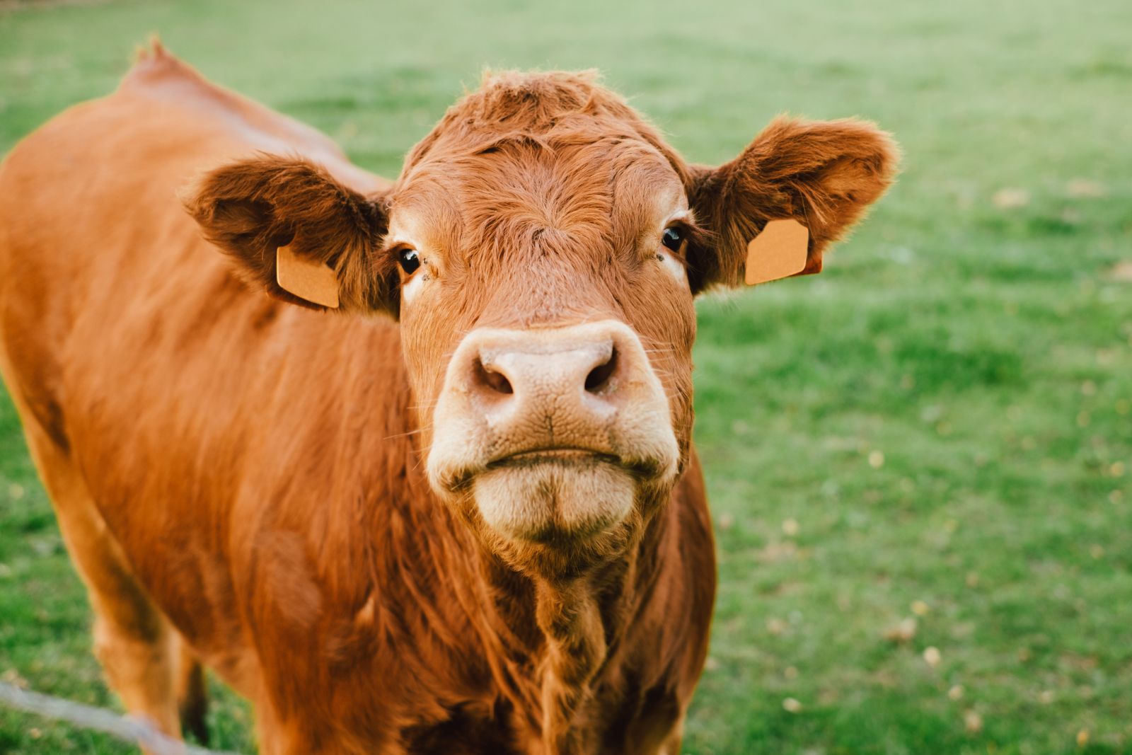 Angus cow by Jeremy Stenuit via iStock